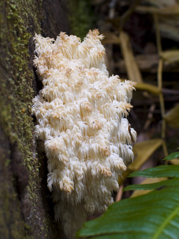 Bears Head Tooth Fungus